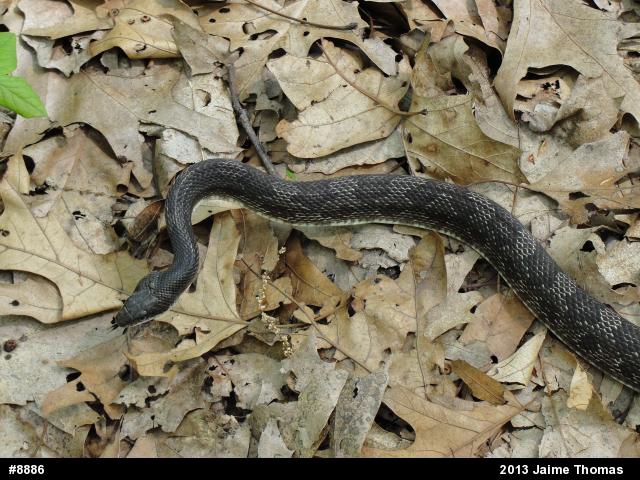 Eastern Ratsnake