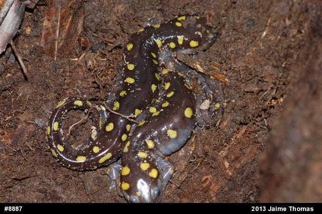 Spotted Salamander