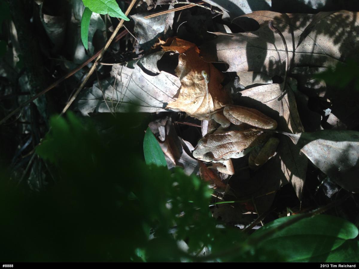 Wood Frog