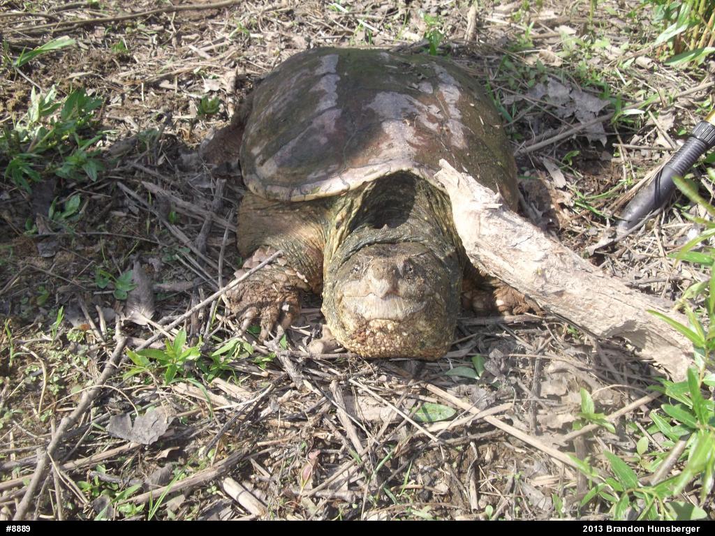 Snapping Turtle