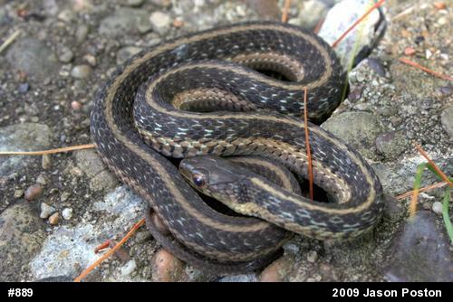 Eastern Gartersnake