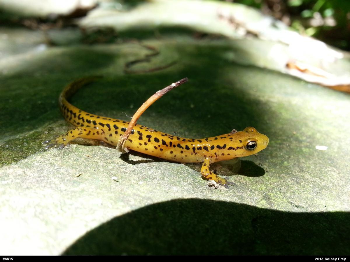 Eastern Long-tailed Salamander