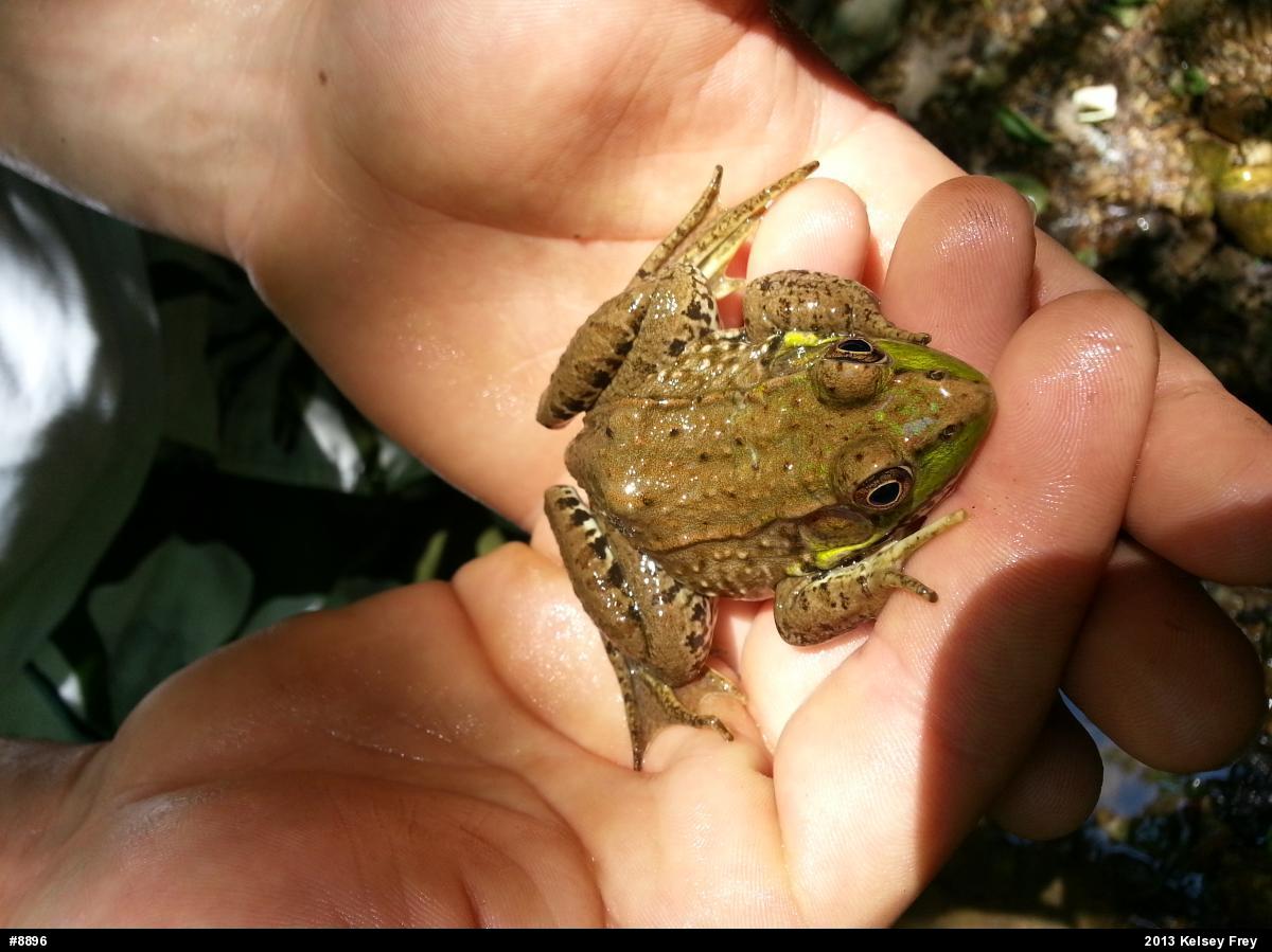 Green Frog