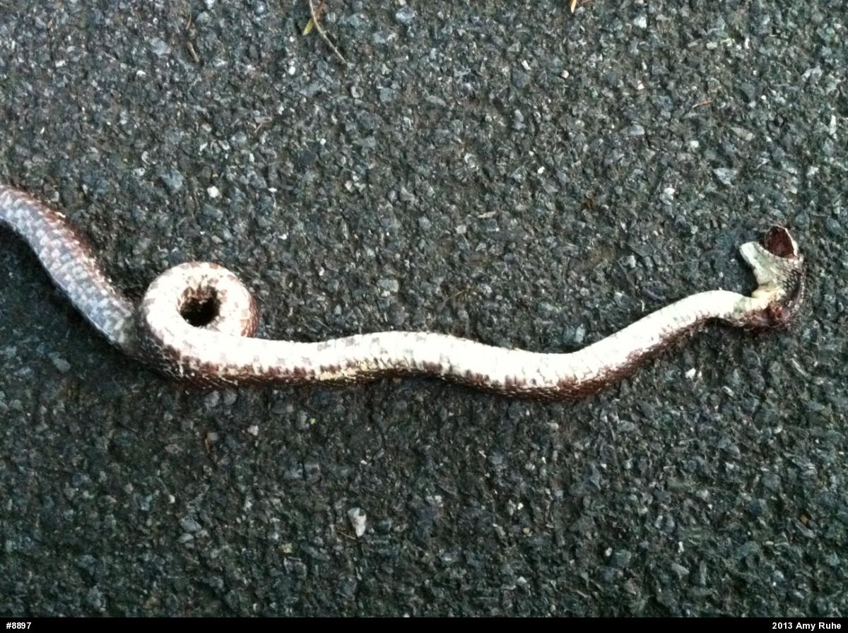 Eastern Ratsnake