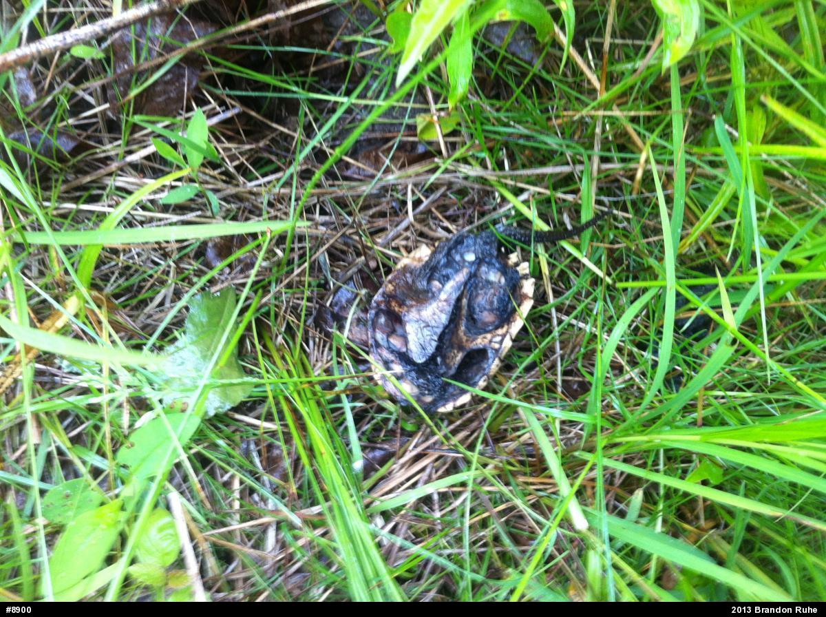 Snapping Turtle