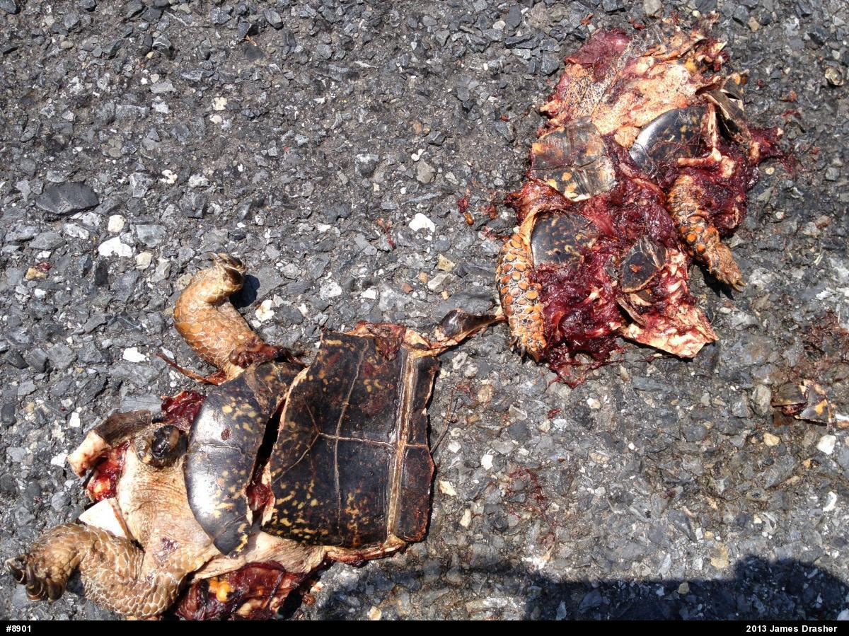 Eastern Box Turtle