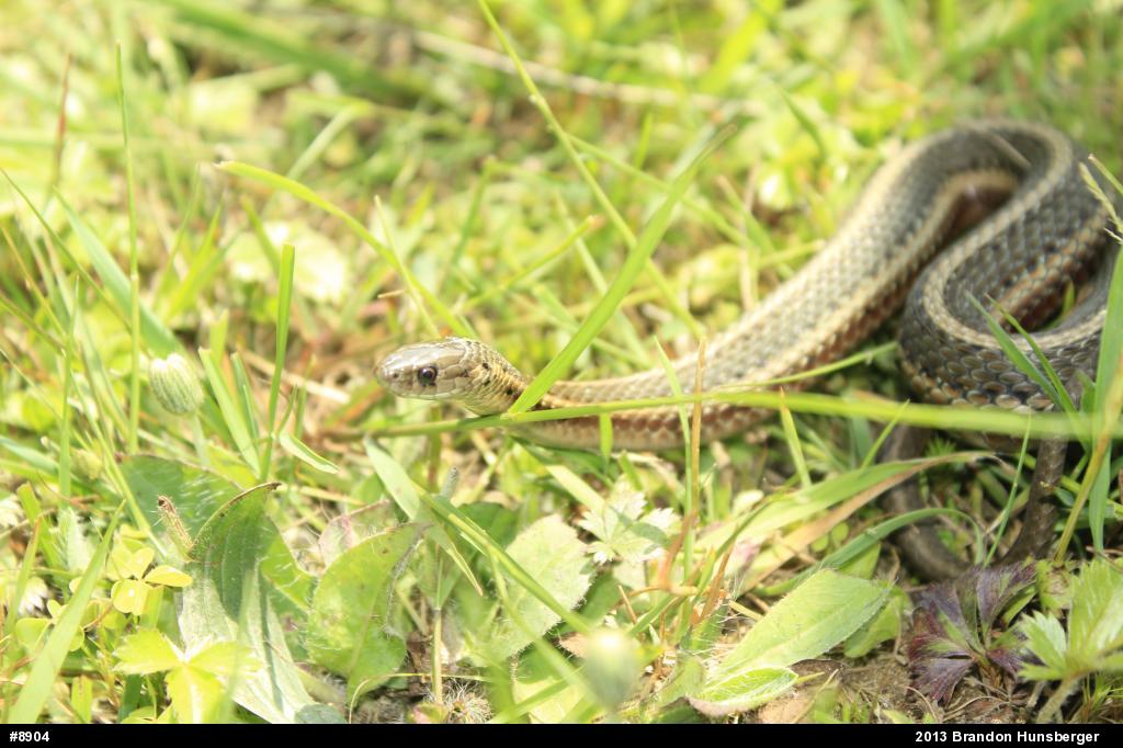 Shorthead Gartersnake
