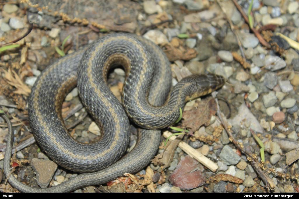 Eastern Gartersnake