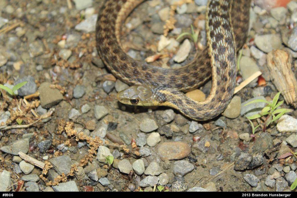 Eastern Gartersnake