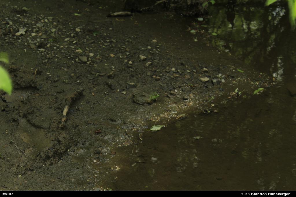 American Bullfrog