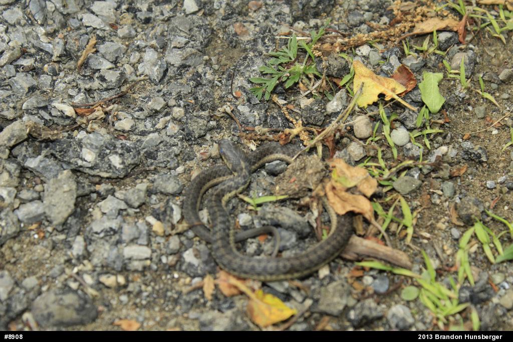 Eastern Gartersnake
