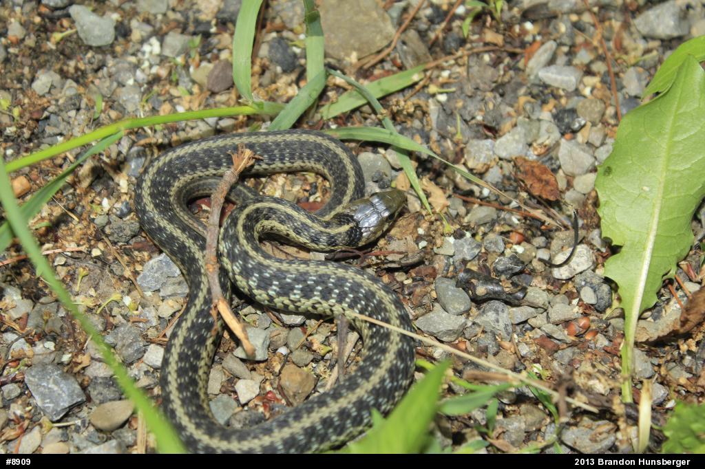 Eastern Gartersnake