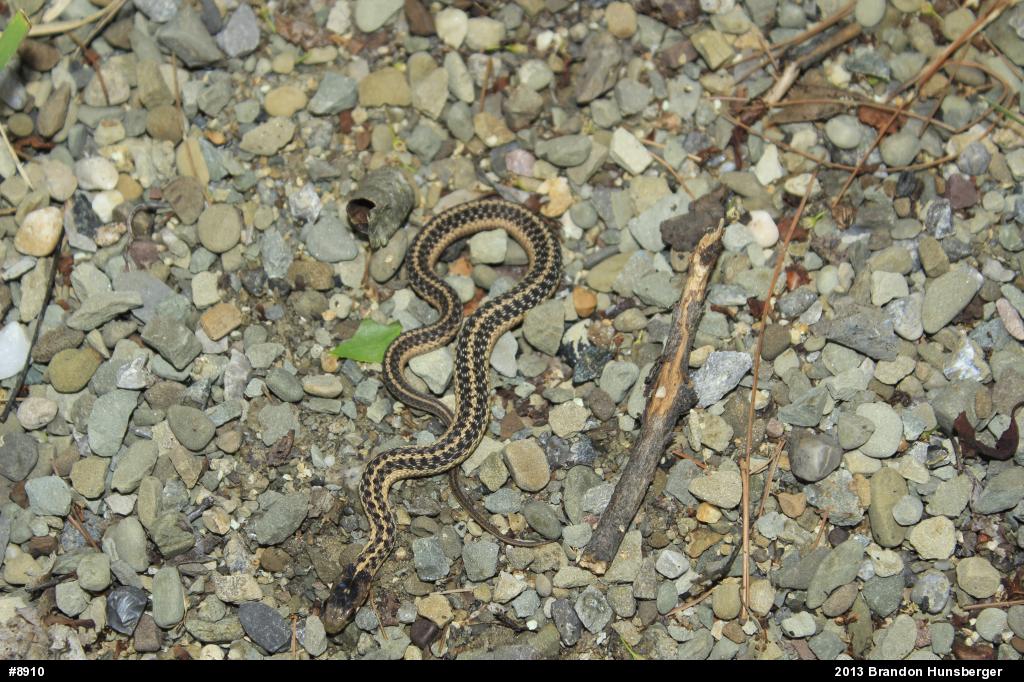 Eastern Gartersnake