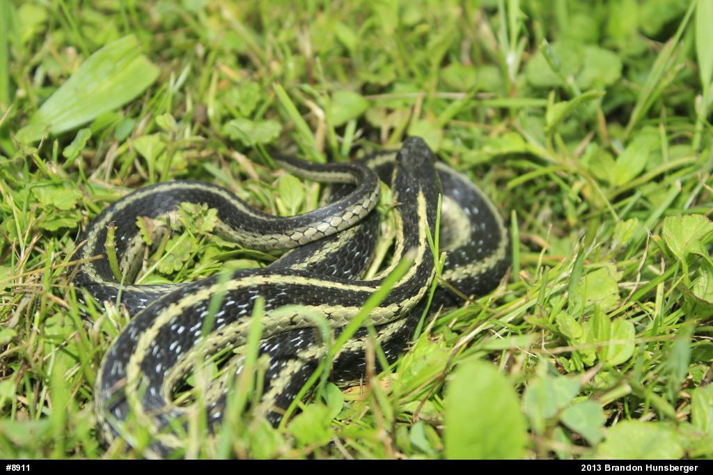 Eastern Gartersnake