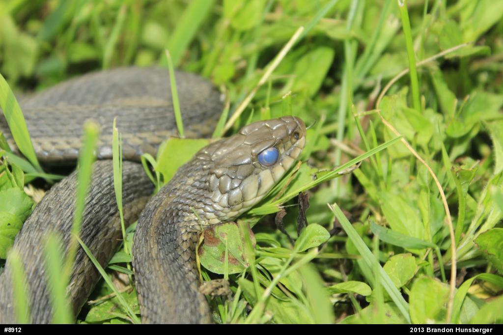 Eastern Gartersnake