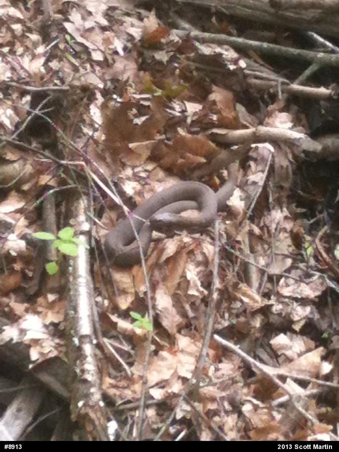 Northern Watersnake