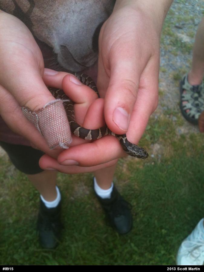 Northern Watersnake