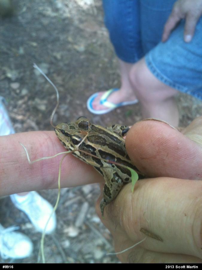 Pickerel Frog