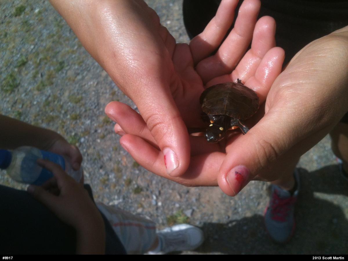 Eastern Painted Turtle