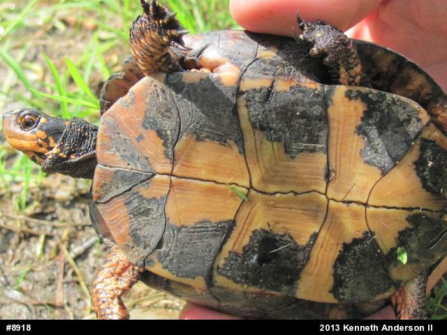 Spotted Turtle