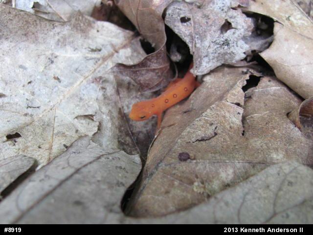 Red-spotted Newt