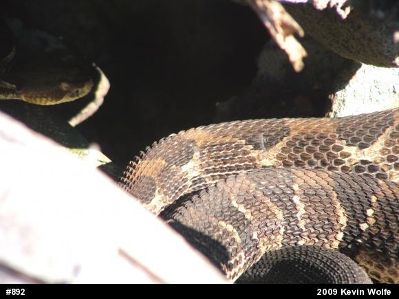 Timber Rattlesnake