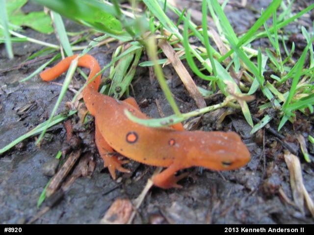 Red-spotted Newt