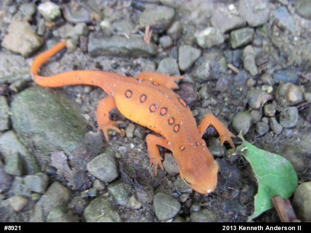 Red-spotted Newt