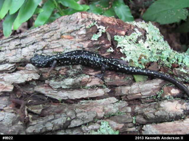 Northern Slimy Salamander