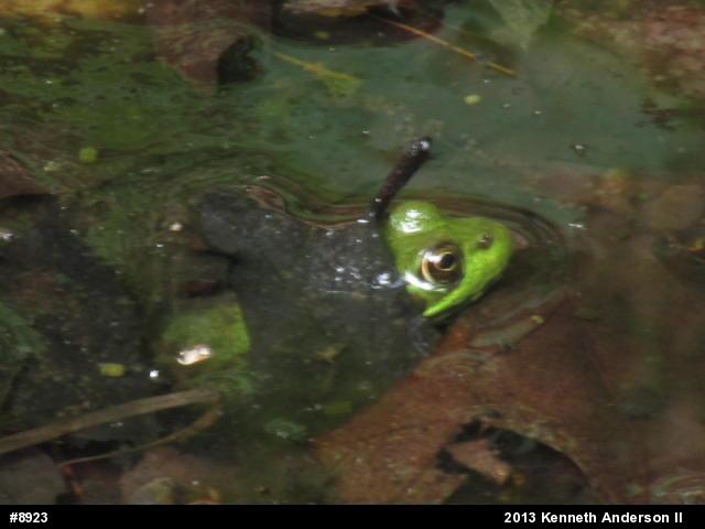 True Frogs