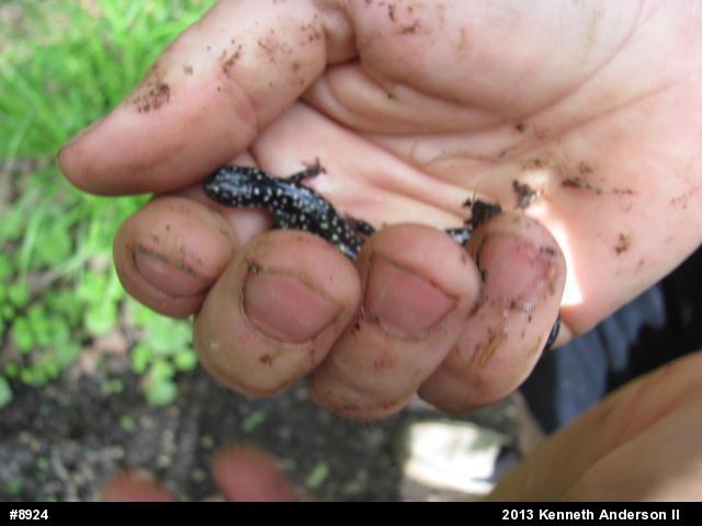 Northern Slimy Salamander