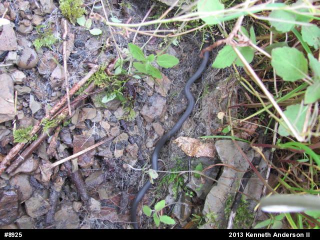 Northern Ring-necked Snake