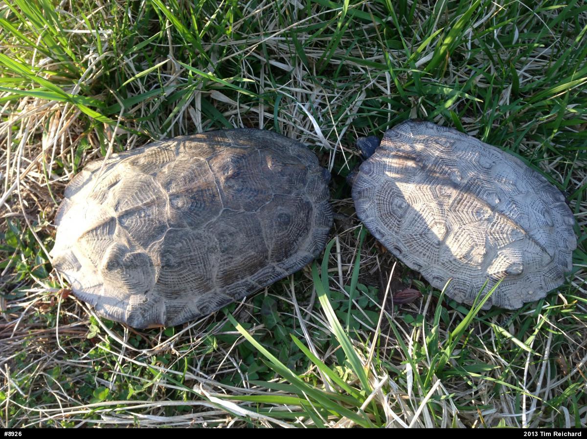 Wood Turtle
