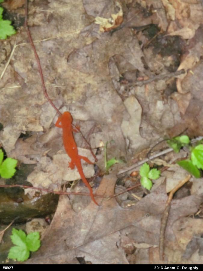 Red-spotted Newt