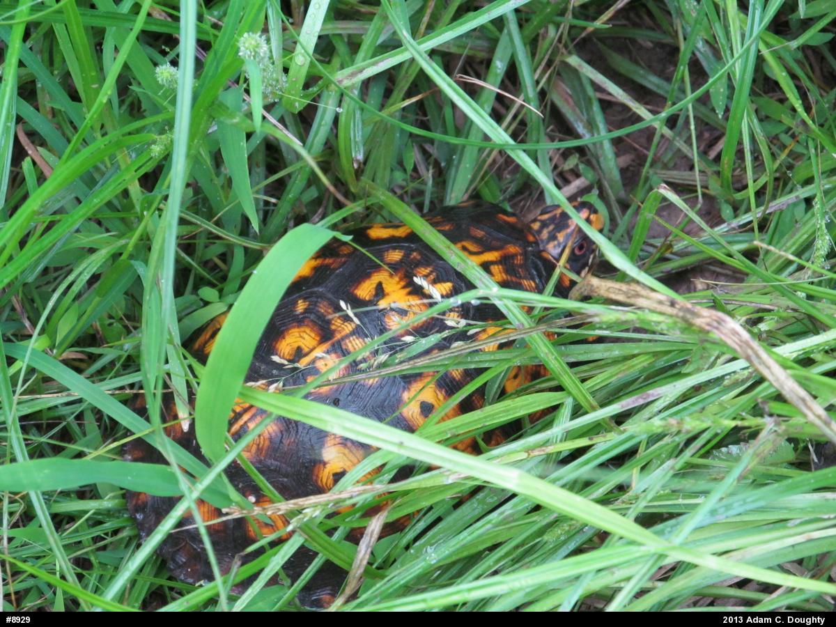 Eastern Box Turtle