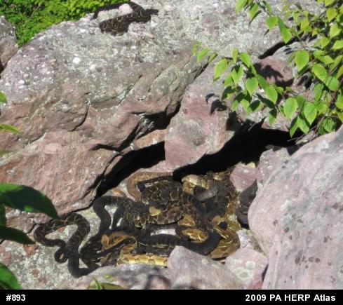 Timber Rattlesnake