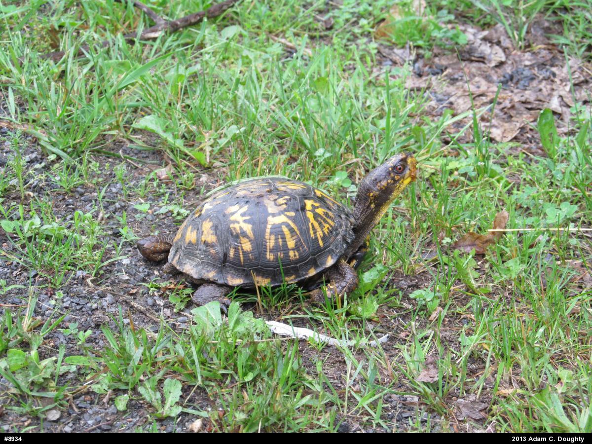 Eastern Box Turtle