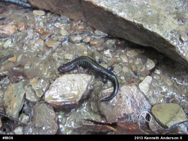 Allegheny Mountain Dusky Salamander