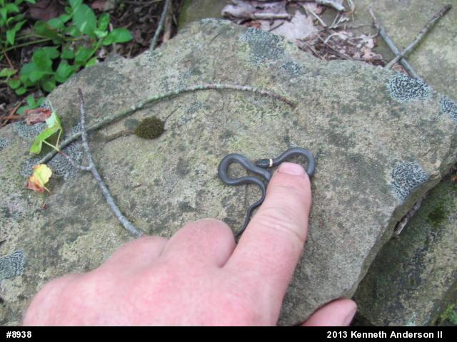 Northern Ring-necked Snake