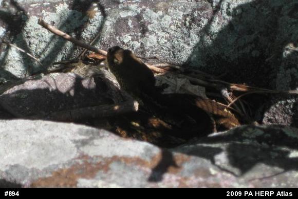 Timber Rattlesnake