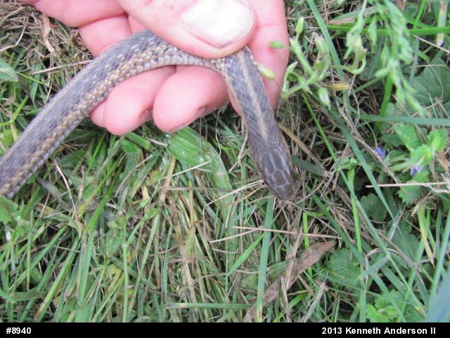 Eastern Gartersnake