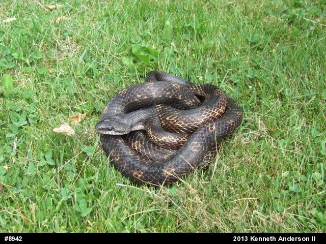 Eastern Ratsnake