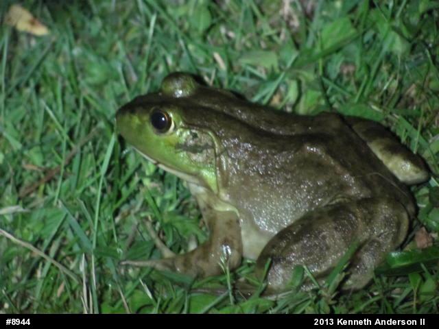 American Bullfrog