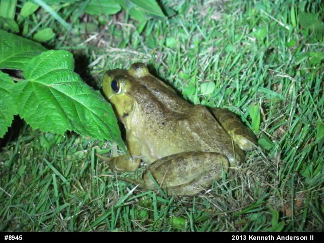 American Bullfrog