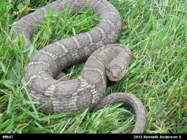 Northern Watersnake