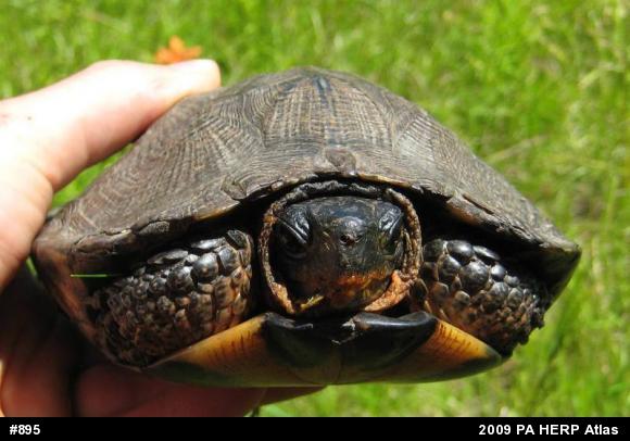 Wood Turtle