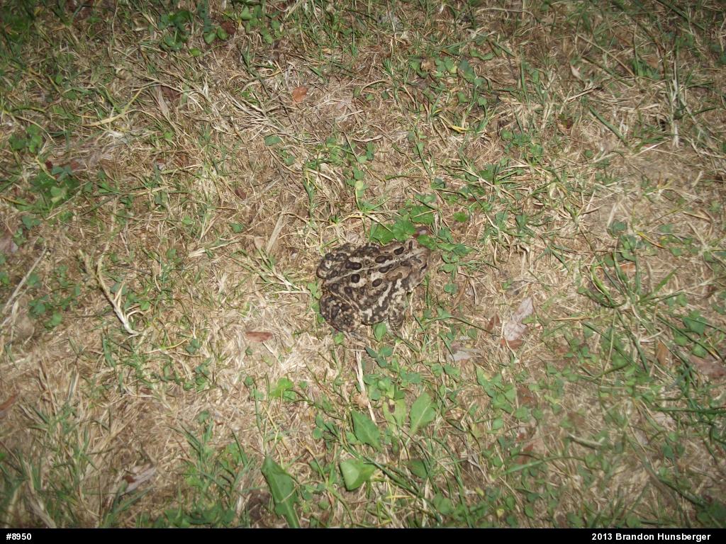 Eastern American Toad