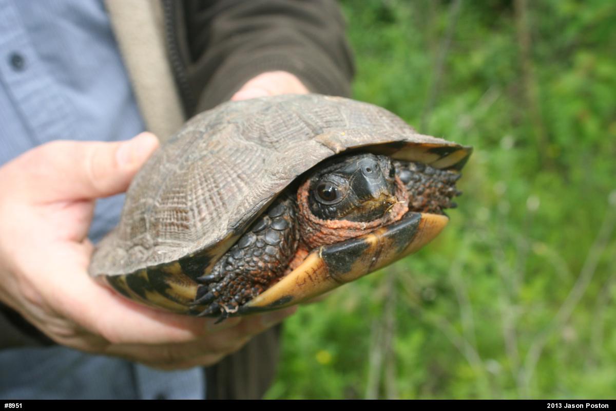 Wood Turtle