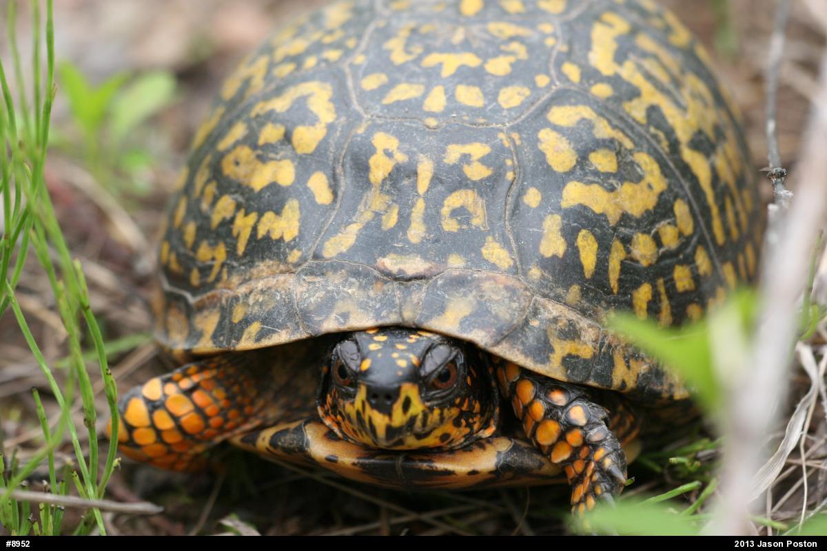 Eastern Box Turtle