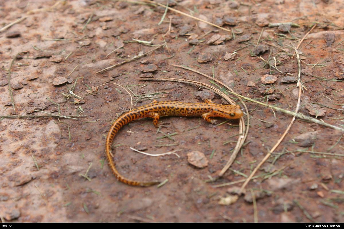 Eastern Long-tailed Salamander